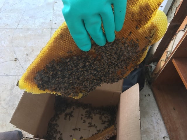 Bee Relocation in St. Petersburg, Florida