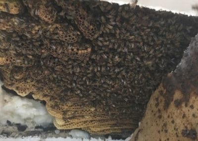 Florida Bee Removal