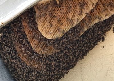 Beehive Removal in Orlando, Florida