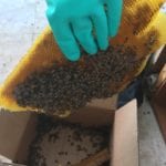 Exposed Honeybees