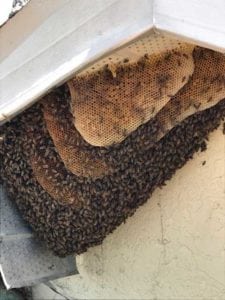 Beehive Removal in Cape Coral, Florida