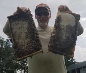 Professional Bee Removal in Miami, Florida