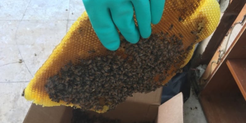 Exposed Honeybees in Lakeland, Florida