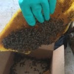 Bee Relocation in Dunedin, Florida