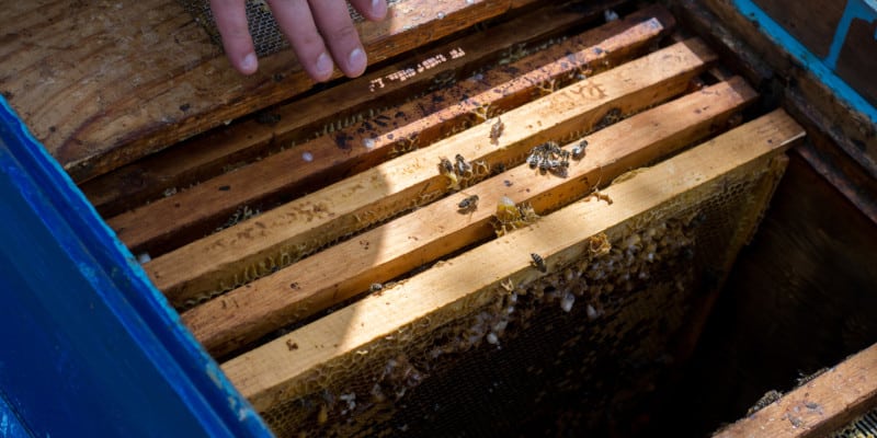 Bee Removal in St. Petersburg, Florida