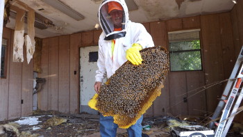 Wasp Control in Lee County, Florida