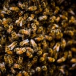 Bee Swarms in Seminole County, Florida