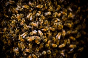 Bee Swarms in Seminole County, Florida