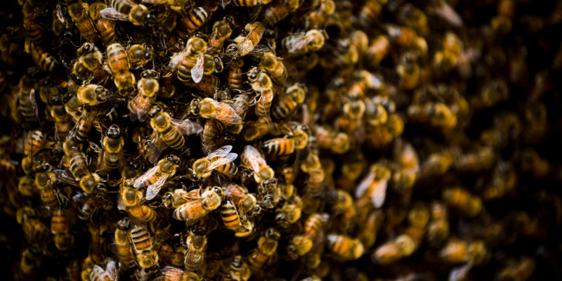 Bee Swarms in Dunedin, Florida