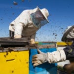Bee Specialist