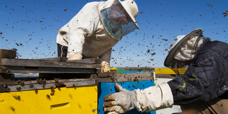 Two beekeepers checking the honeycomb of a beehive.