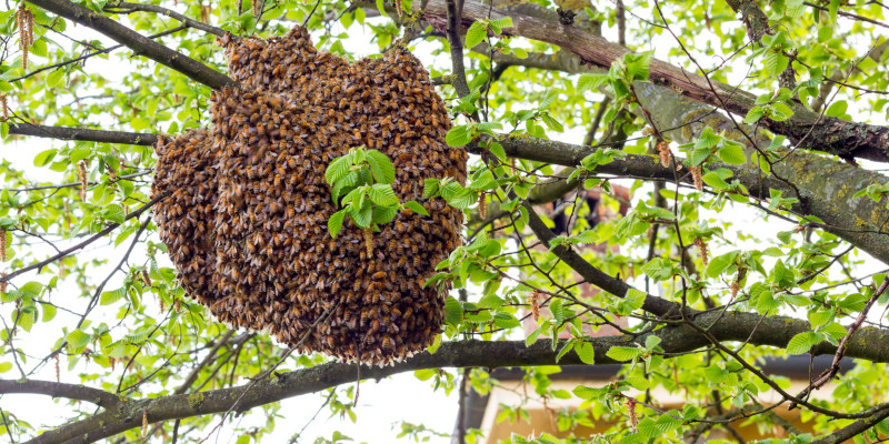 Exposed Beehive in Orlando, Florida