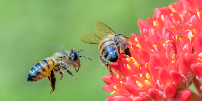 African Bee Extermination in Lakeland, Florida