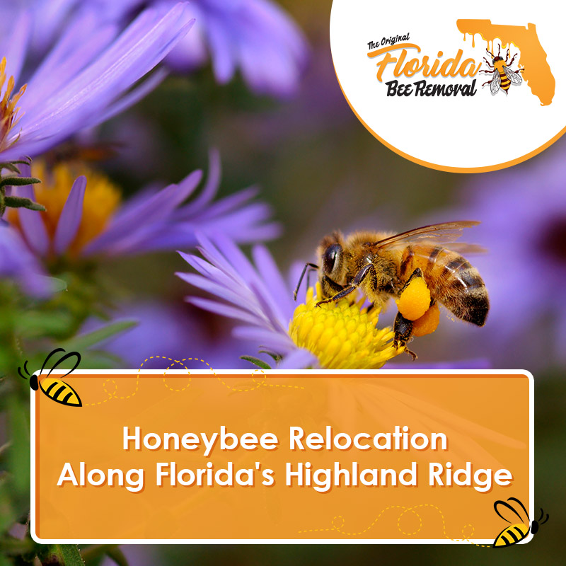 Honeybee Relocation Along Florida's Highland Ridge