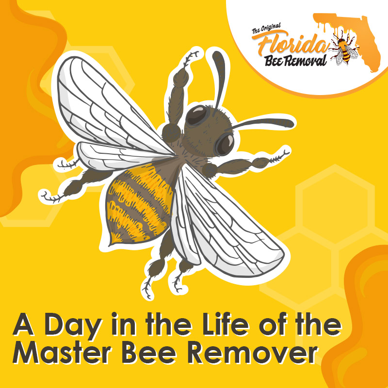 A Day in the Life of the Master Bee Remover