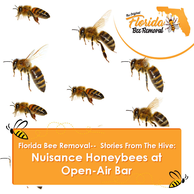Florida Bee Removal-- Stories From The Hive: Nuisance Honeybees at Open-Air Bar