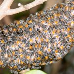 Bee Swarm Removal in Pinellas County, Florida