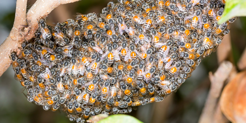 Bee Swarm Removal in Pinellas County, Florida