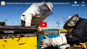 Bee Removal and Relocation