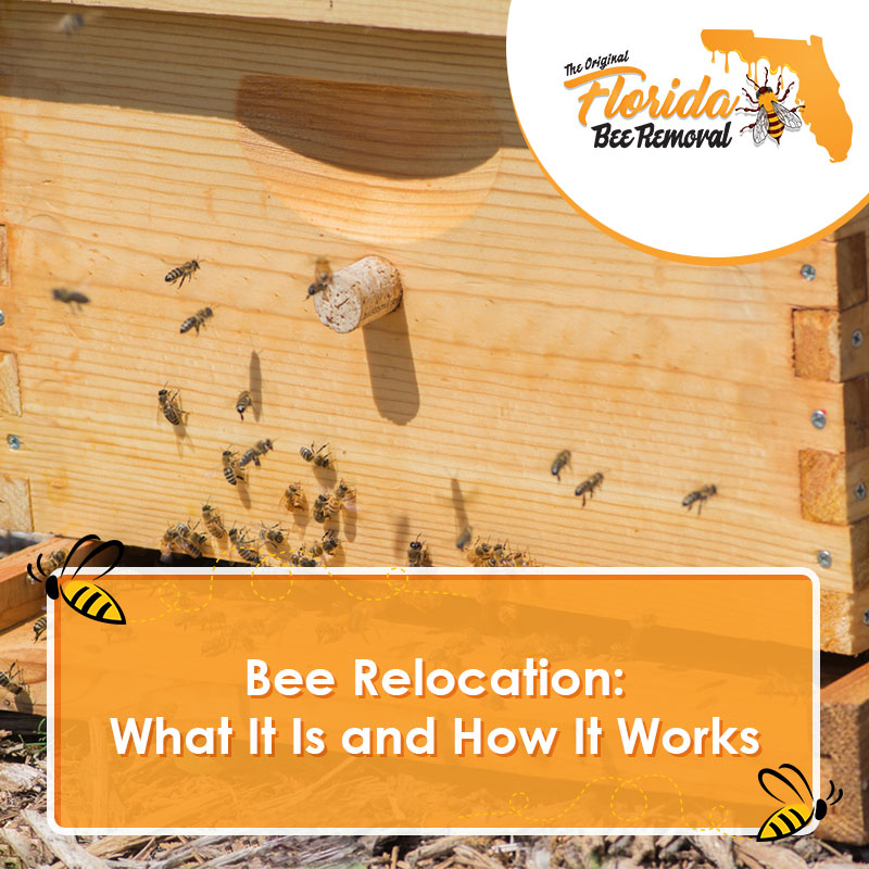 Bee Relocation: What It Is and How It Works