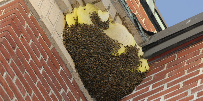 Bee Swarms What Causes Them And What You Can Do About Them Infographic Florida Bee Removal