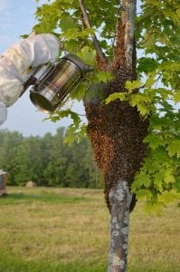live bee removal services allow bees to continue to do this work