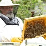 Humane Bee Removal in Orlando, Florida