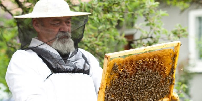 Humane Bee Removal in Tampa, Florida