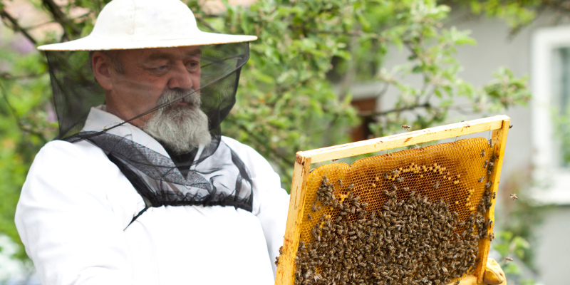 Humane Bee Removal in Lakeland, Florida