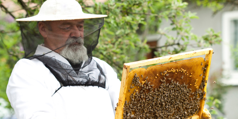 Humane Bee Removal, Orlando, FL | Florida Bee Removal Humane Bee Removal, Orlando, FL | Florida Bee Removal