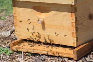 Bee relocation is a more environmentally friendly way to deal with a bee infestation