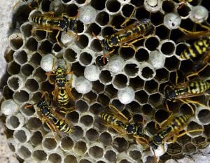 best method for successful wasp removal,