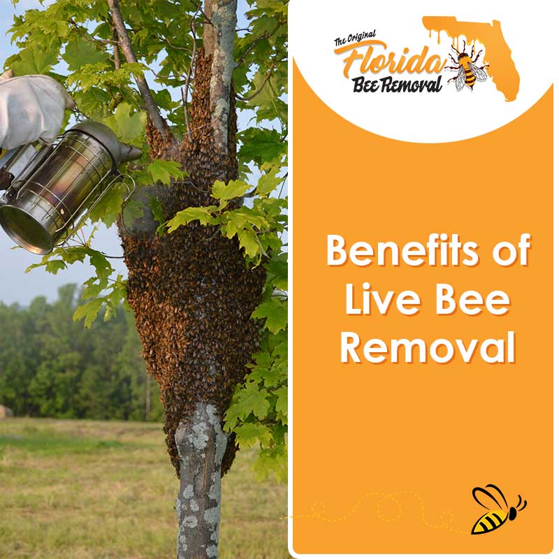 Benefits of Live Bee Removal