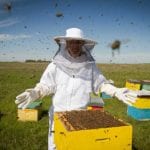 Bee Removal Service in Seminole County, Florida