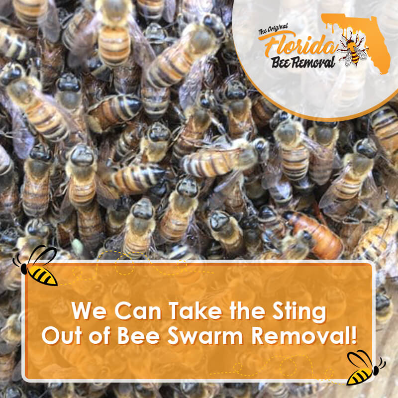 We Can Take the Sting Out of Bee Swarm Removal!