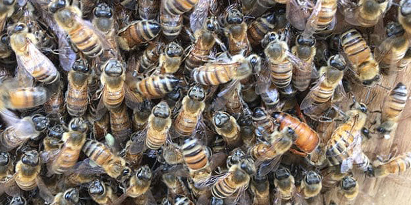 Humane Bee Removal in Tampa, Florida