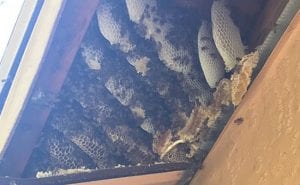 If Bees Nesting in Your House Walls Has You Feeling a Bit Uneasy, We Can Help
