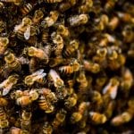 Bee Swarms in Manatee County, Florida
