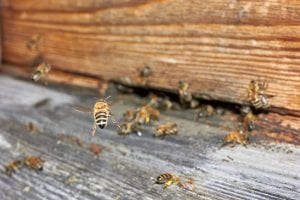 needing live bee removal from your home