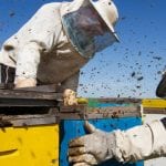 Carpenter Bee Removal