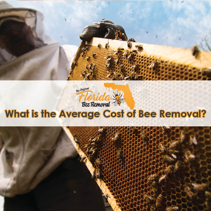What is the Average Cost of Bee Removal?