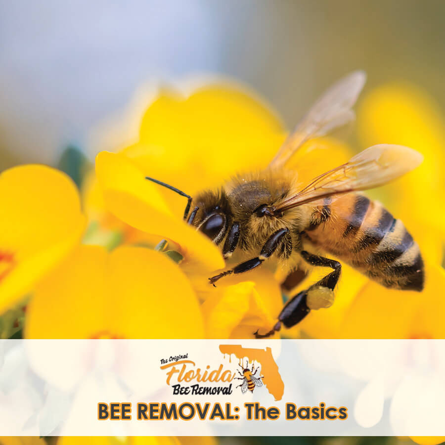 Bee Removal: The Basics