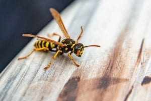 Bee Removal: The Basics