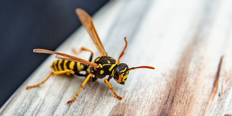 Beehive Removal