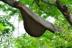 Top Beehive Removal Mistakes