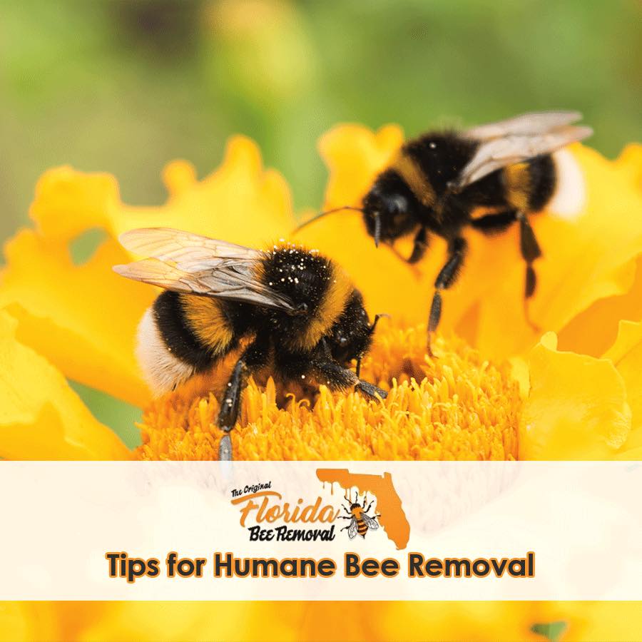 Tips for Humane Bee Removal