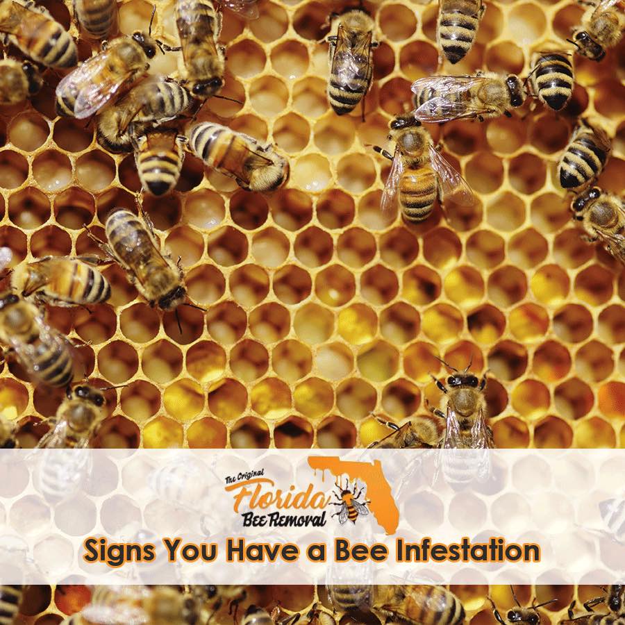 Signs You Have a Bee Infestation