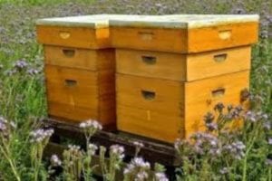 Beehives –all prepared for sourwood Nectar