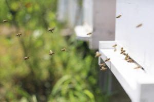 everything you need to know about beehive removal