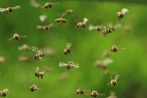 navigate your way around bees and avoid bee swarms